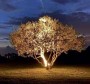 Projecteurs d'arbre