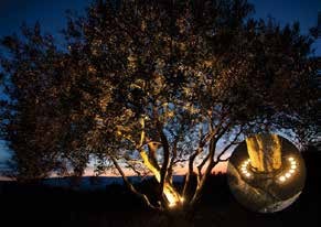 Projecteurs d'arbre