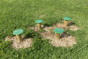 Champignons