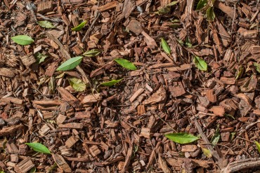 Copeaux de bois